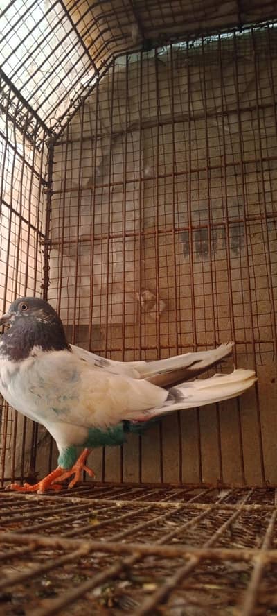 tedy  rampuri   cross breed ha