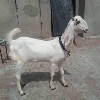 bakri 2 dant qurbani