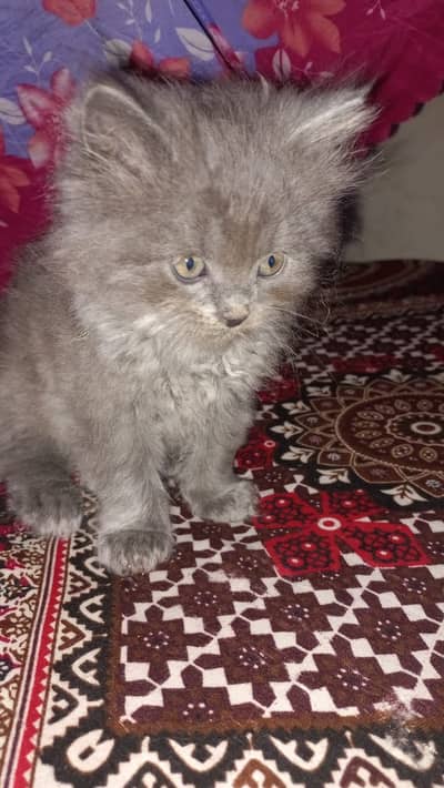 Triple coated male kitten