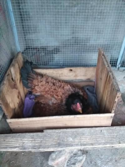 kurek morgi for sale