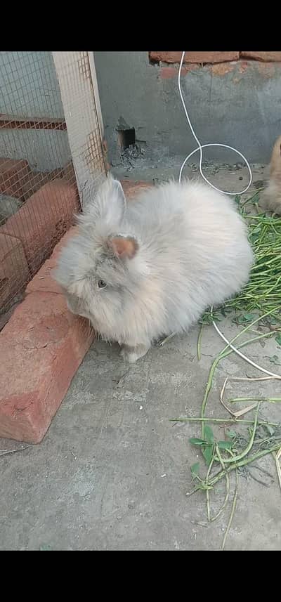 English angora fancy rabbit lion head ( pair)