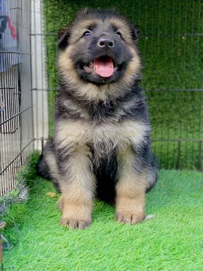 Top Quality German Shepherd Puppy Available