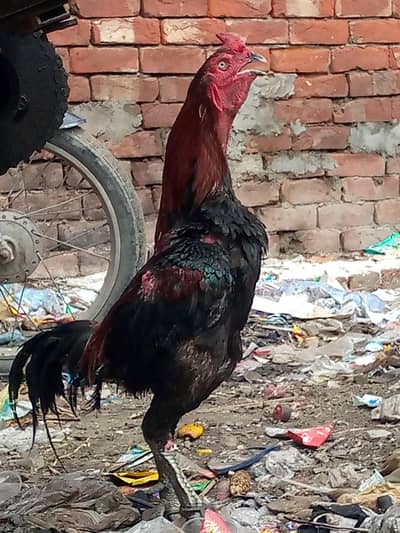 Aseel Thai murga and Labrador dog available