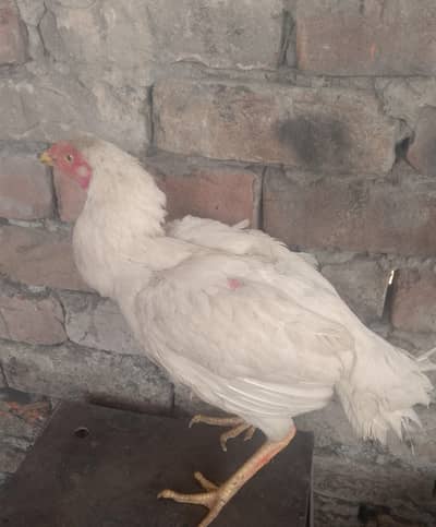 Aseel Heera for sale