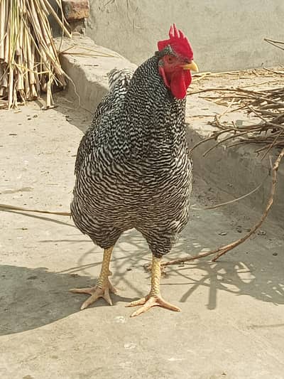 Plymouth haritage male