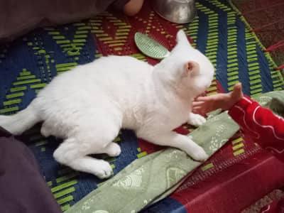 white kitten
