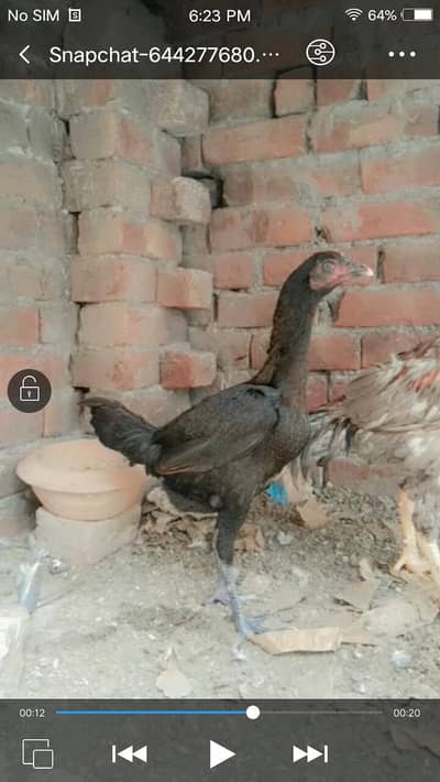 Aseel Thai vath naam doo female available what's app 03289437857