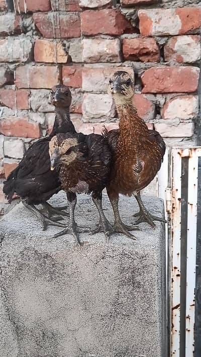 Imported Pure Dragon Aseel