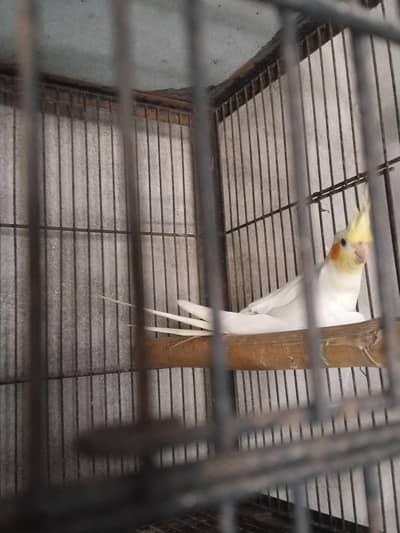 1 piece Comon withe red ayes cocktail for sale