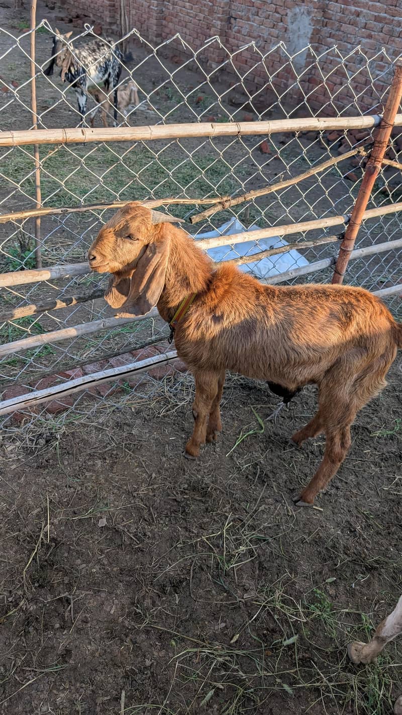 Bakra for Bakra eid 0