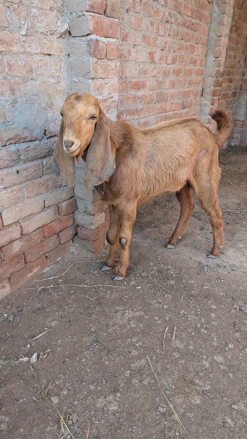 Bakra for Bakra eid 1