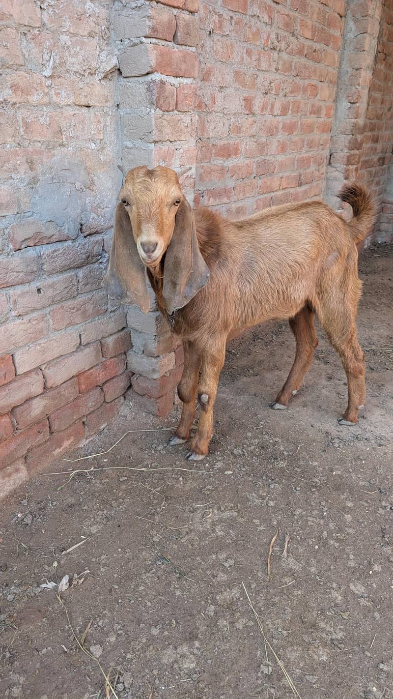 Bakra for Bakra eid 2