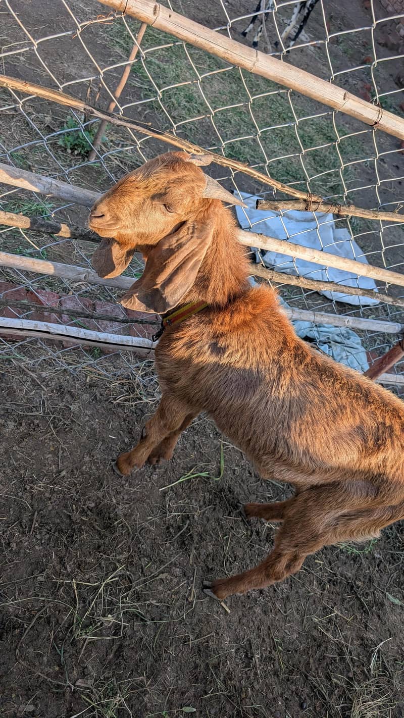 Bakra for Bakra eid 3