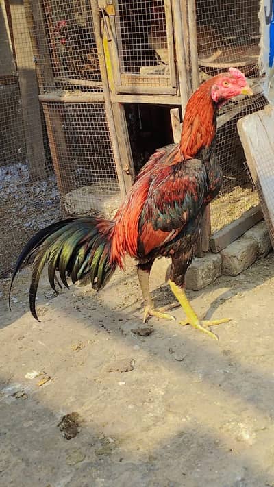 Thai pair for sale male important me han