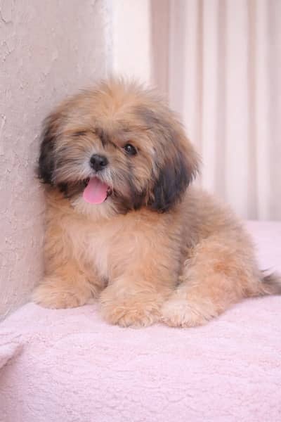shih tzu puppy female