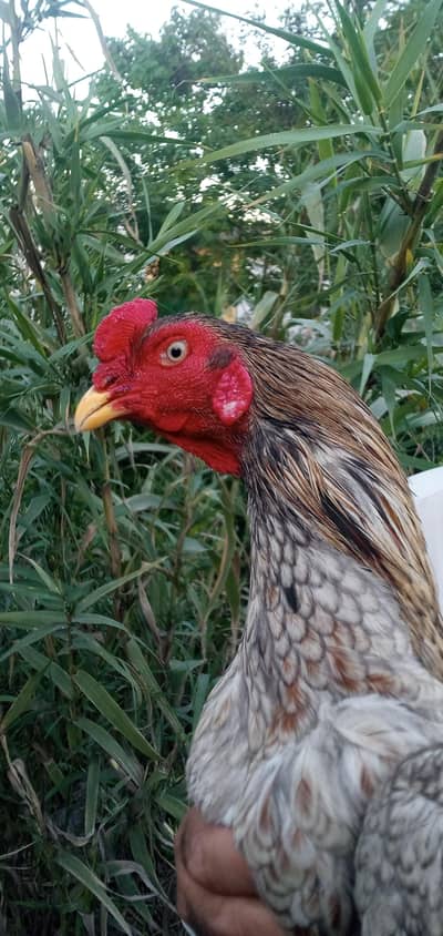 aseel pathaa for sle