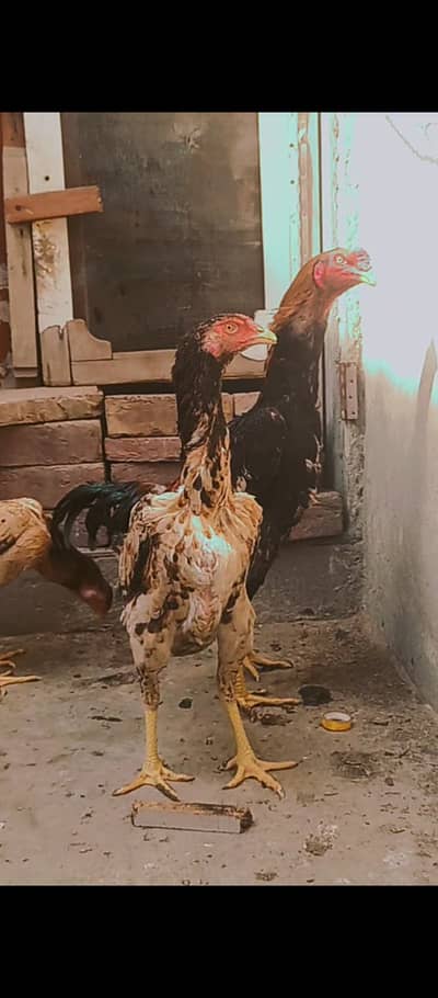 Japanese shamo female / chicks / Aseel / shamo / murga / female / hens