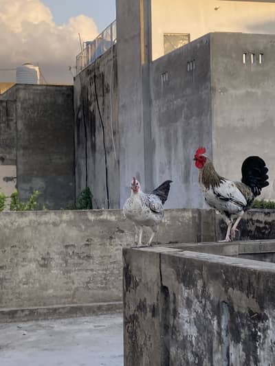 Full Organic Daily Egg Laying Hen Or Murga