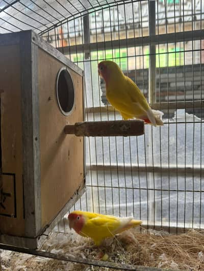 Love Birds breader pair for sale with eggs