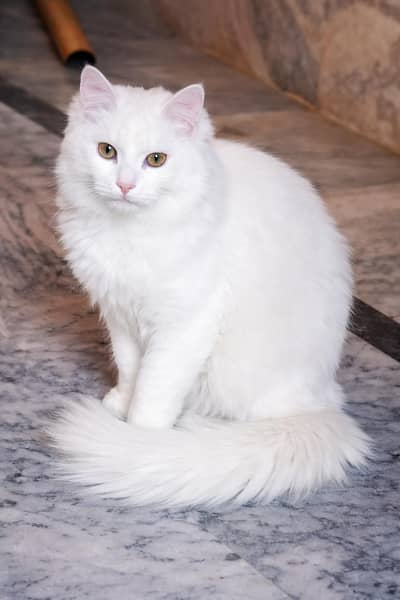 semi persian cat