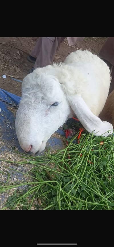 Pedu for sale 03251126163