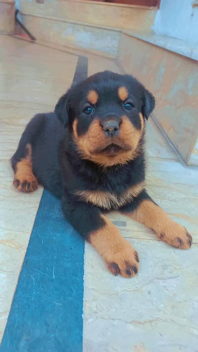 rottweiler puppies pair