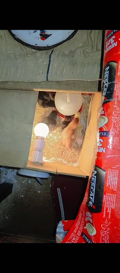 Thai Burmi Pakoye Dragon Chick's Available Healthy Active