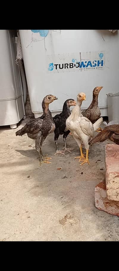 Thai Burmi Pakoye Dragon Chick's Available Healthy Active