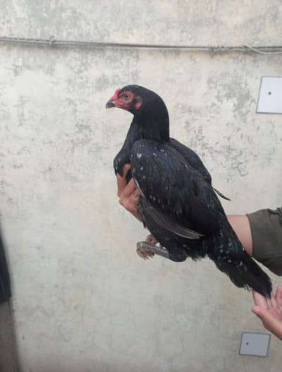 ASEEL MIANWALI MADI FOR SALE