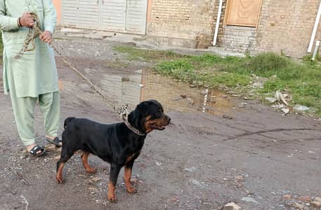 Rottweiler Female