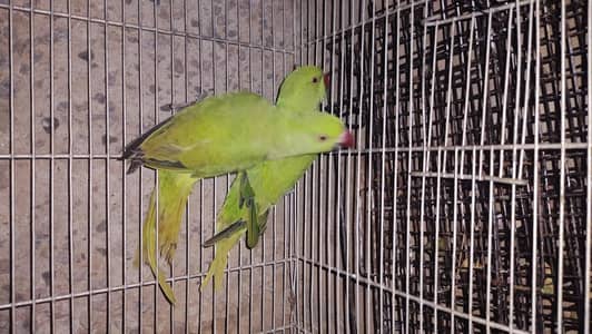 Ringneck pair