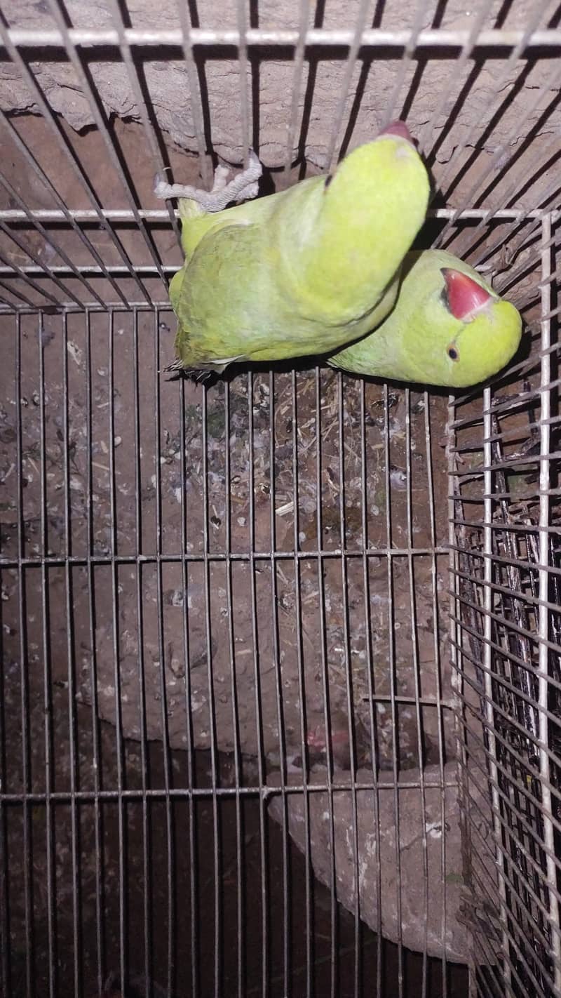 Ringneck pair 1