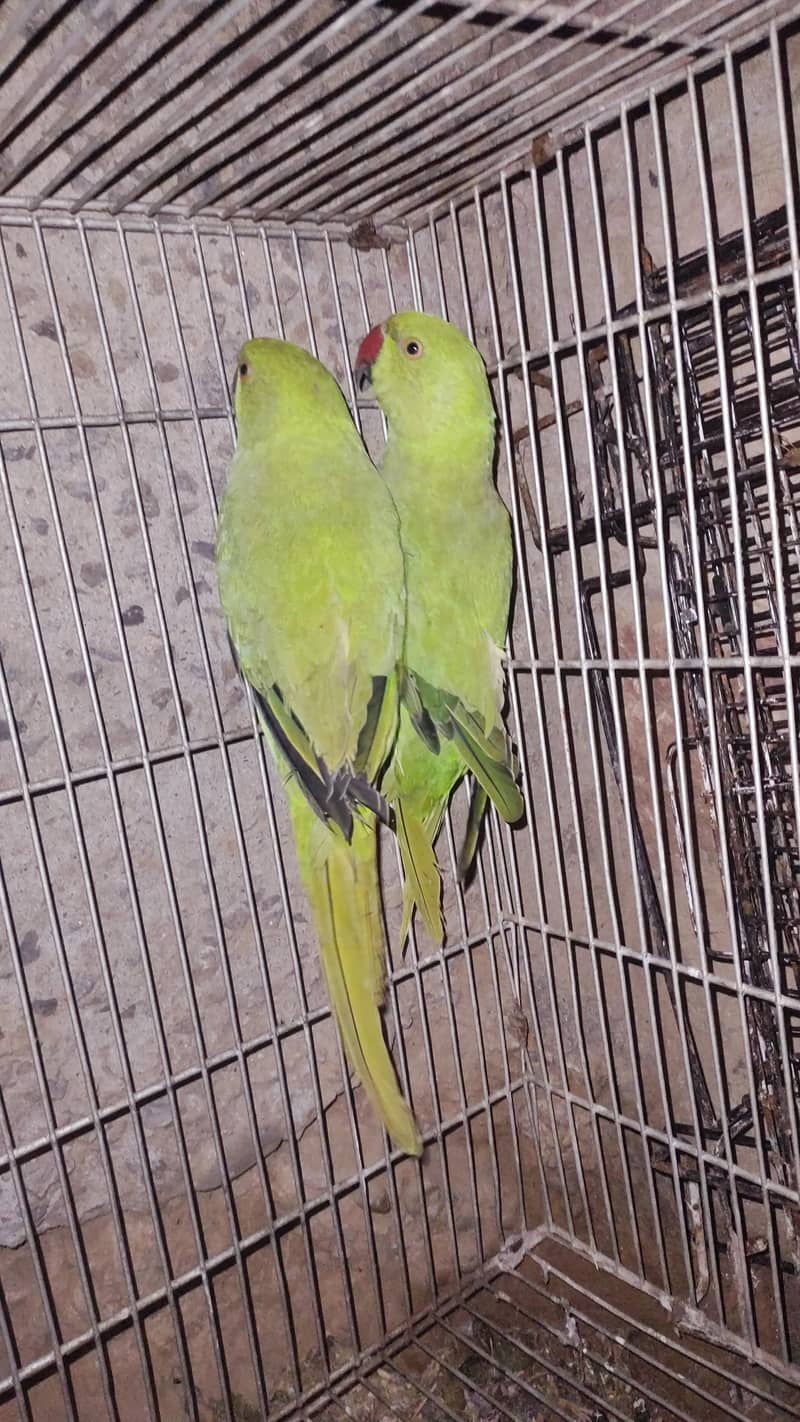 Ringneck pair 3