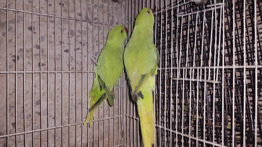 Ringneck pair 4