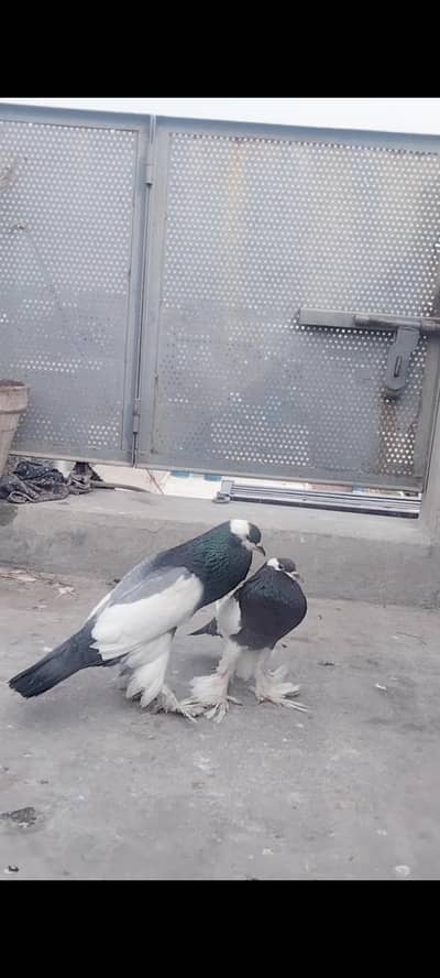 Magpie Pouter Pair For Sale