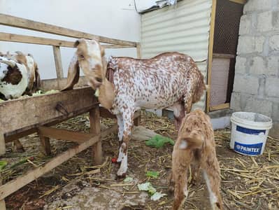 Makhi Cheeni Bareed For sale