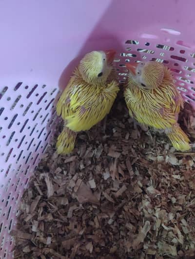 Yellow Ringneck Covered Chicks, White Ringneck Breeder male
