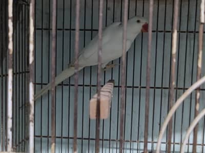 Green Split Blue/Lutino Chick, White Ringneck Breeder Male