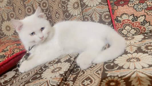 Persian cat for sale