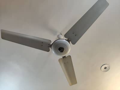 Ceilling Royal fans