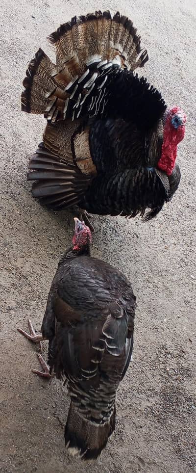 urgent for sale Location abbottabad Eggs  Ando wali jora ha