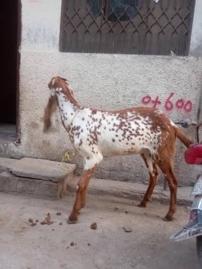 Lal Cheeni female  for Sale