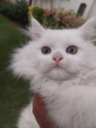 Premium Persian Kitten for Sale – Pure White Male