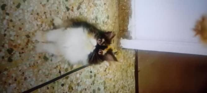 Persian punch face long coat long tail good bread video what's app pr