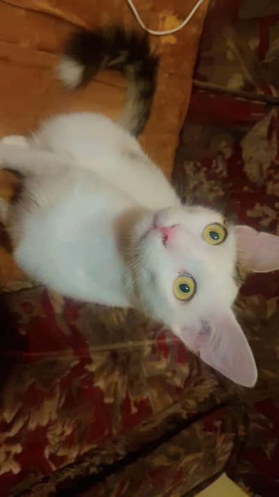 WHITE MALE PERSIAN CAT HEALTHY AND  VACCINATED