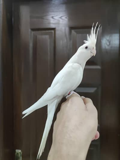 Mashallah Eno red eyes Cocktail, pied cocktail fullyhandtame zero bite