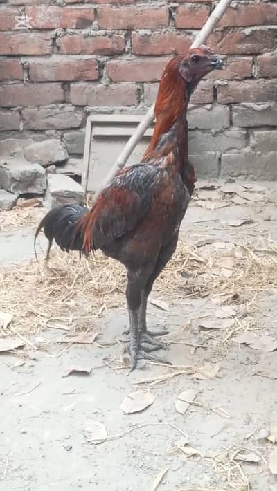 blue dragon male pure quality reasonable price 18000 contact 032144468