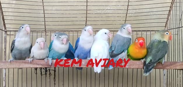 Beautiful Lovebirds Available