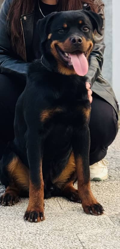 Rottweiler Germn  Male dog