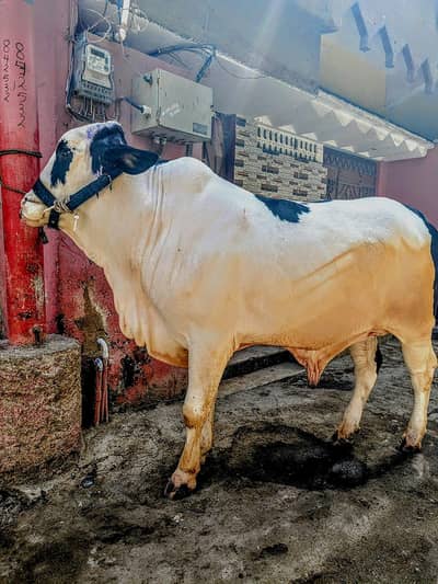 Healthy Bull for Sale